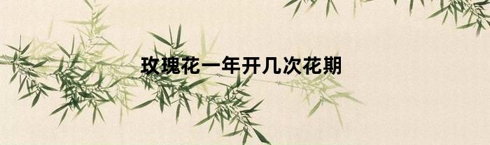 玫瑰花一年开几次花期